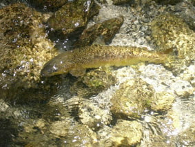 truchas en asturias,pesca truchas,asturias mosca,pesca a mosca pesca mosca